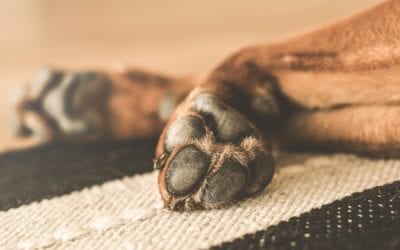 The Importance of Trimming Your Pet’s Nails