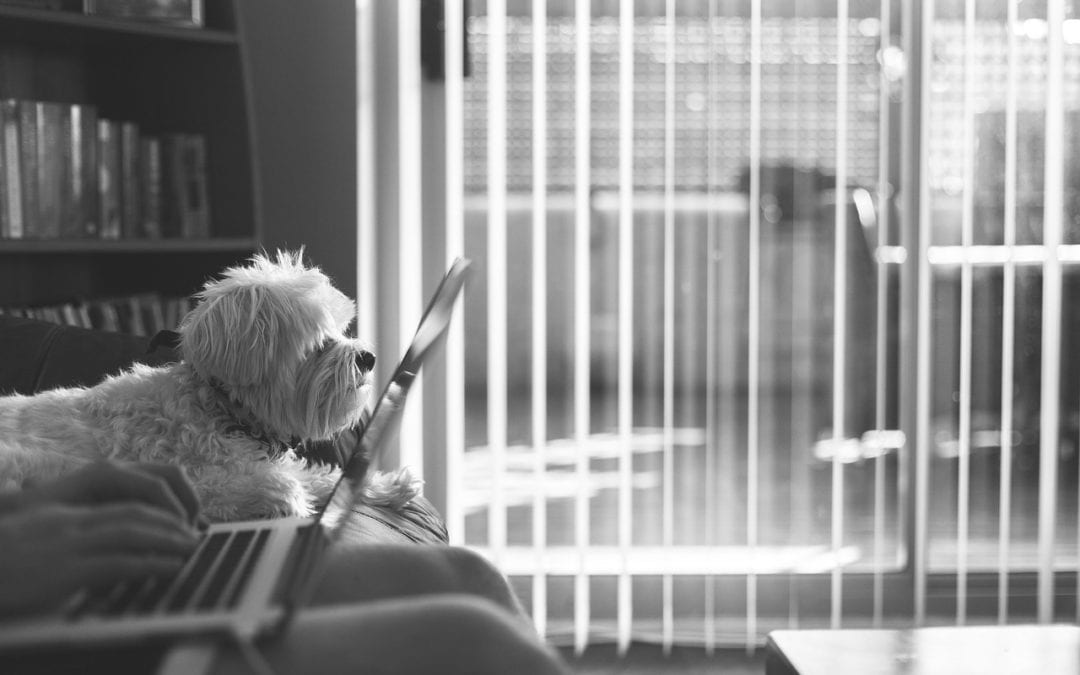 Managing Your Furry Coworker: 3 Tips for Working From Home With Your Pet