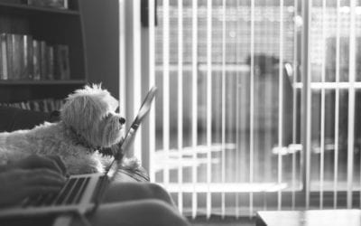Managing Your Furry Coworker: 3 Tips for Working From Home With Your Pet
