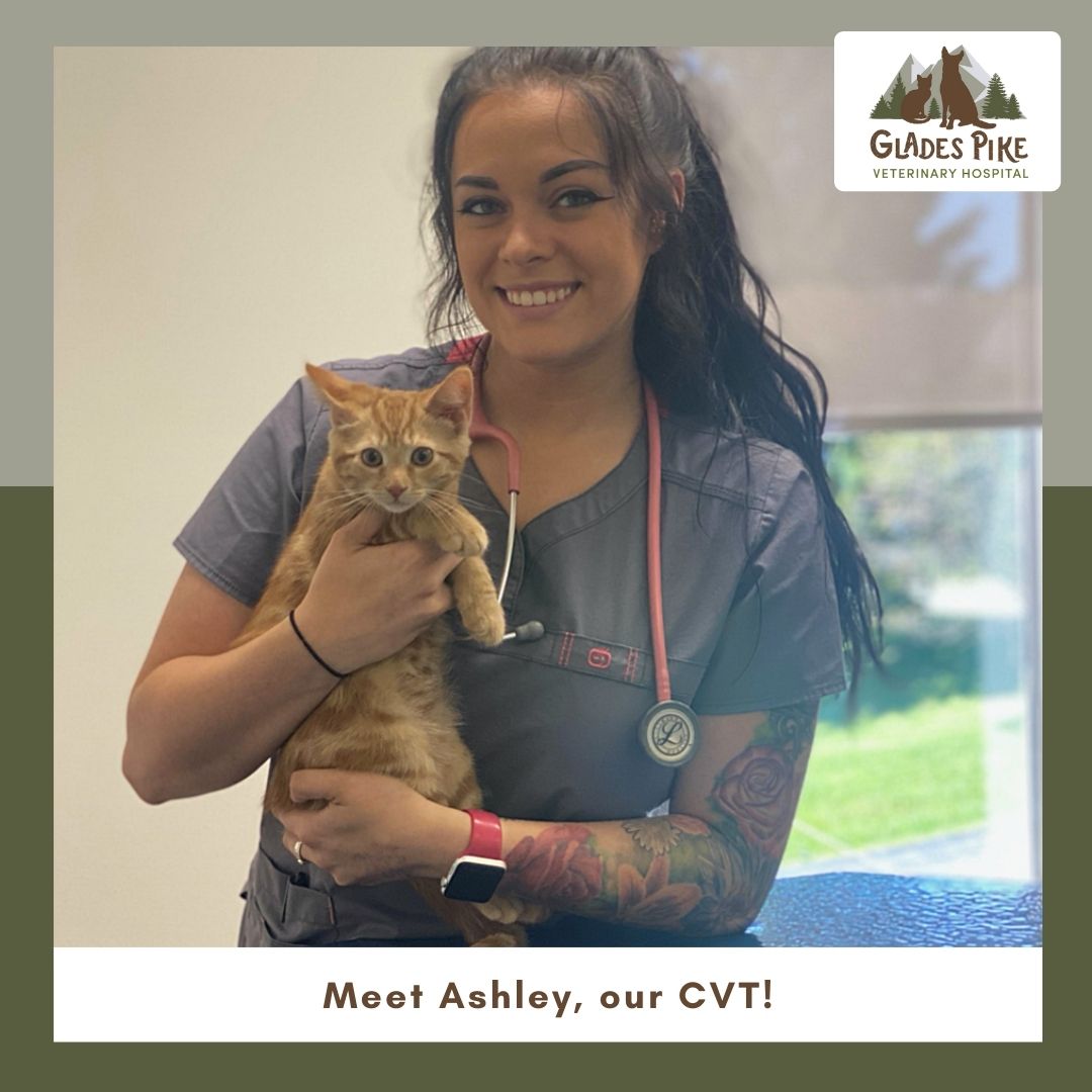 Ashley, CVT